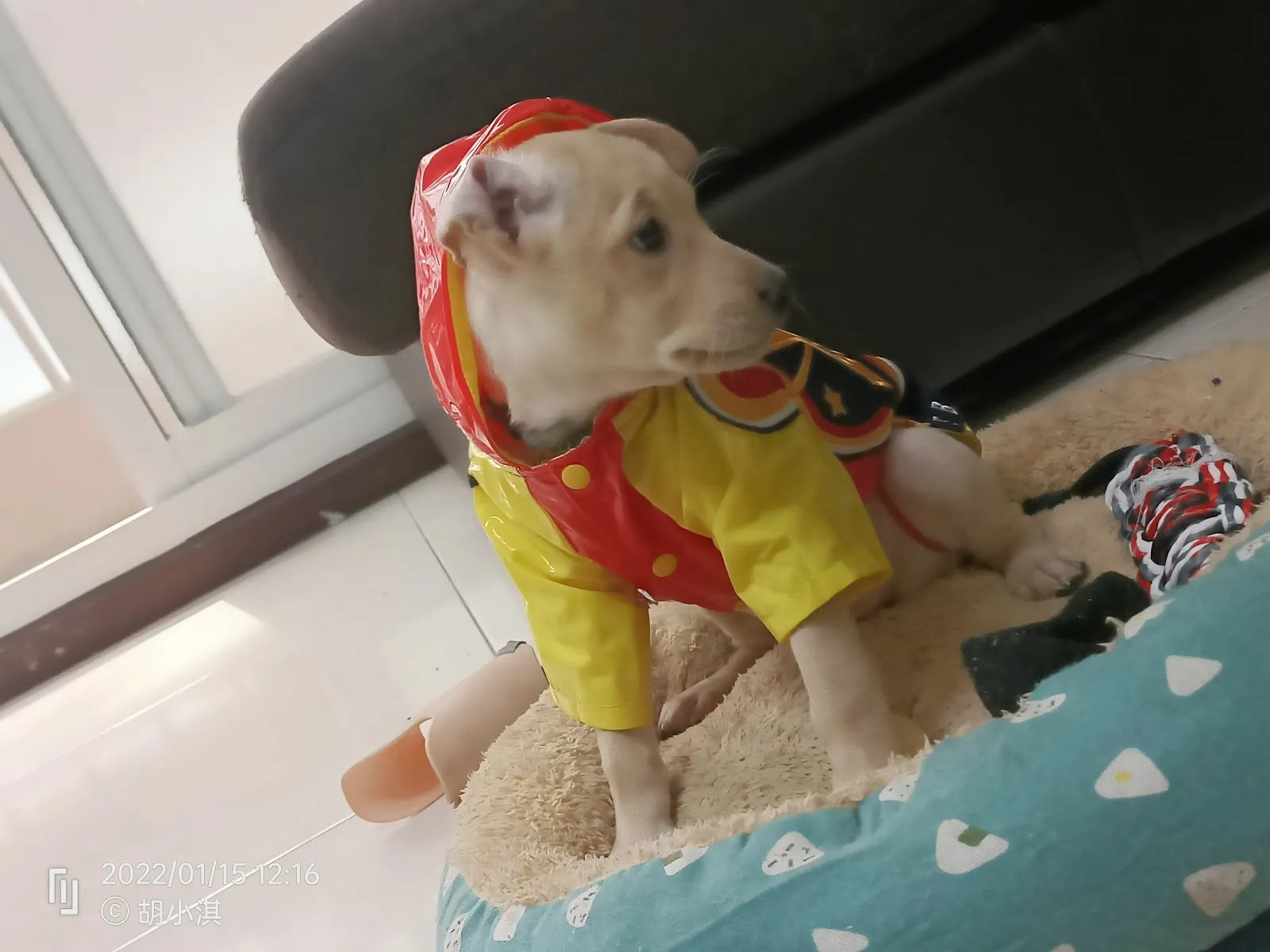 新頑皮族寵物用品社