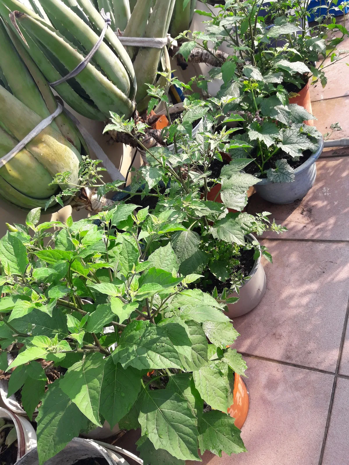 新頑皮族寵物用品社