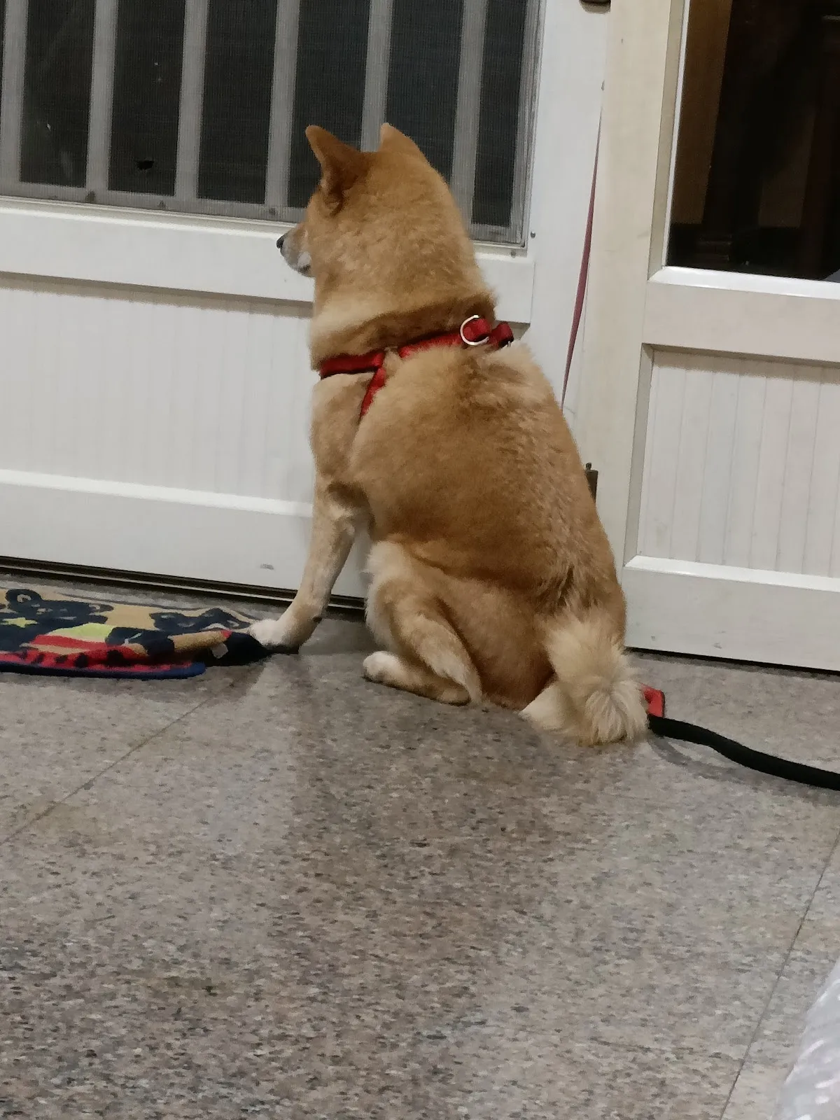 朵妮寵物創意美學館