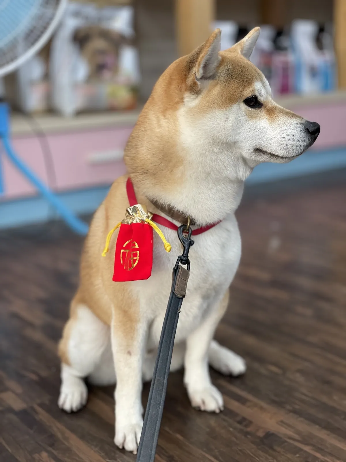 小捲毛寵物美容店