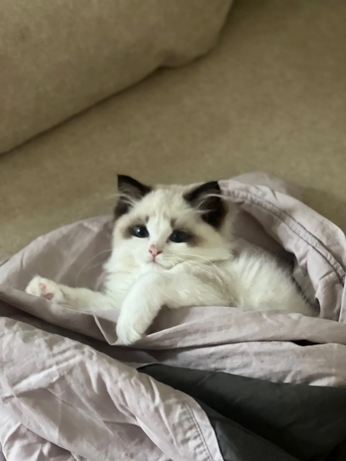 十二月布偶貓舍