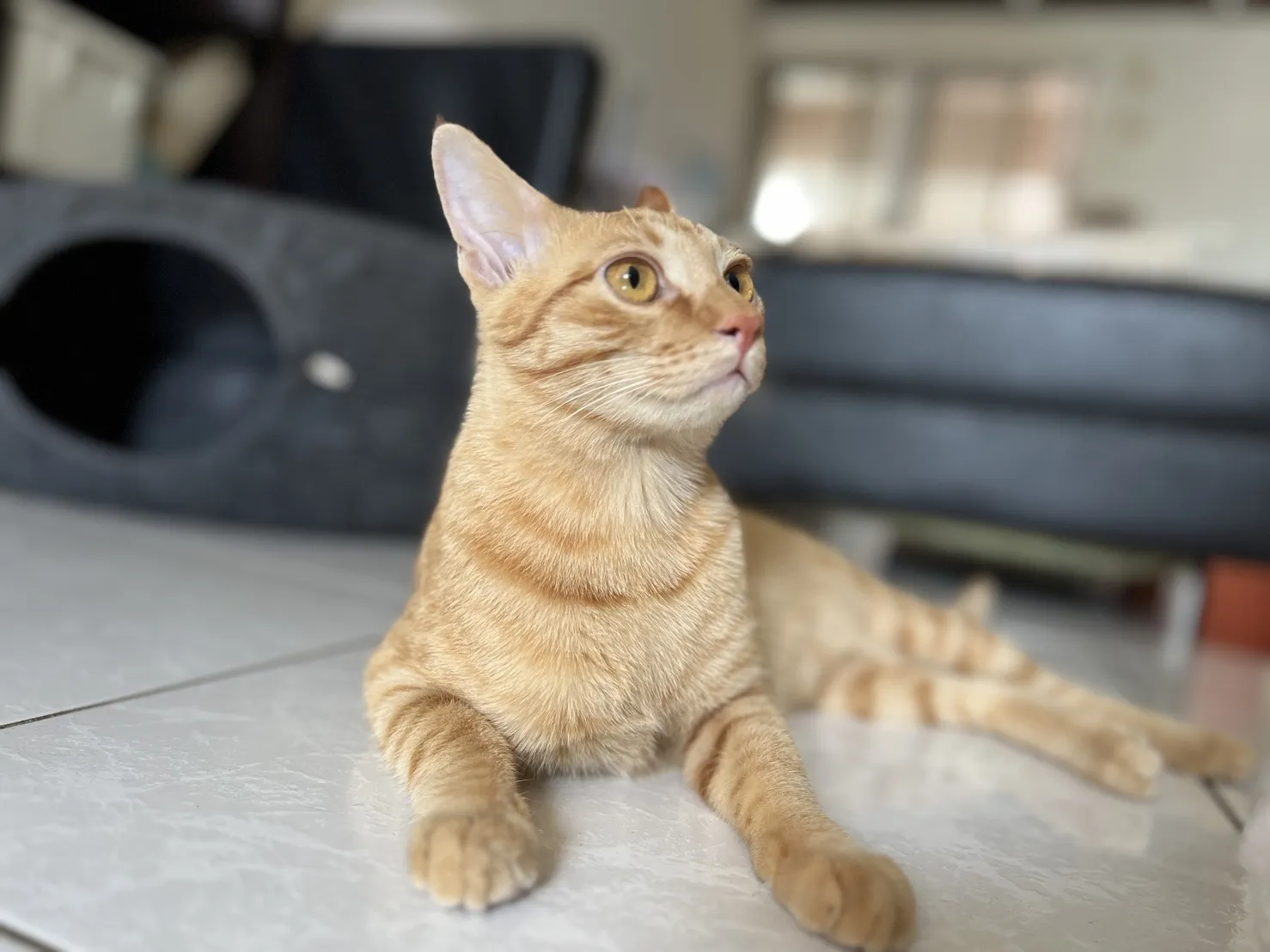 幸福貓村貓旅館