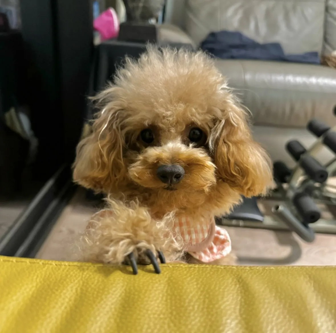 毛耳朵寵物生活館