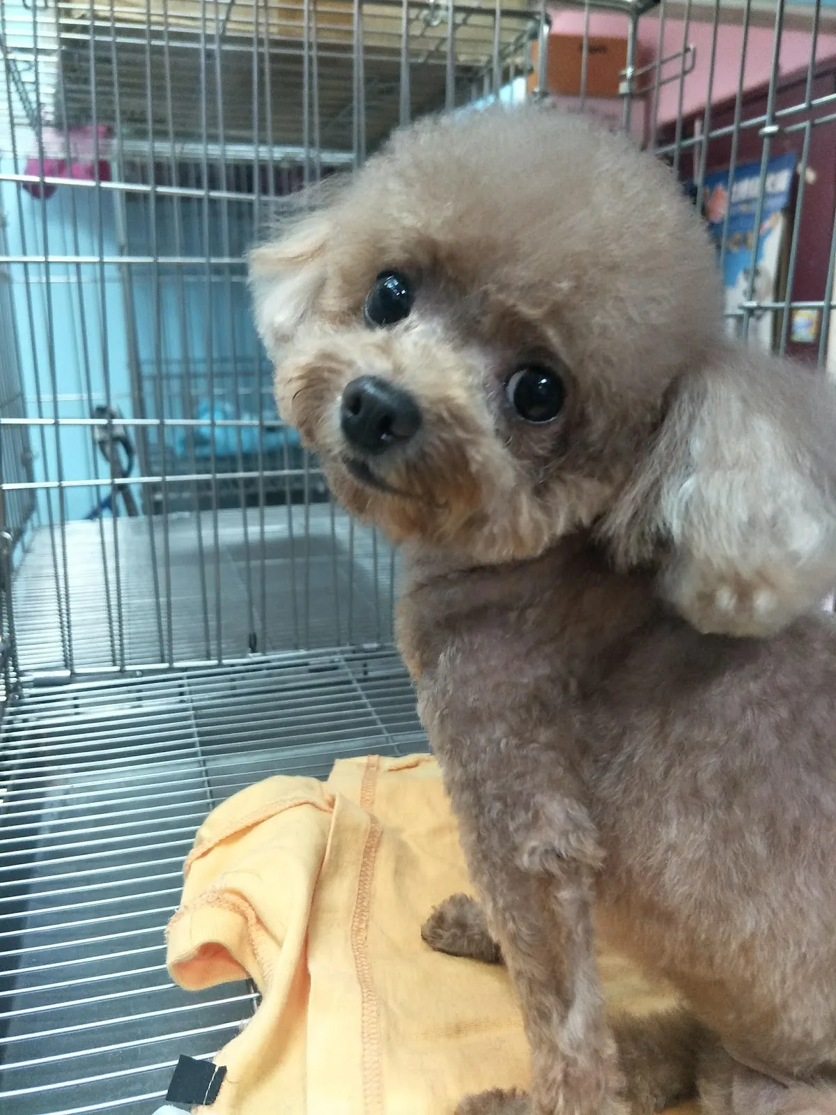 犬之湯屋寵物館