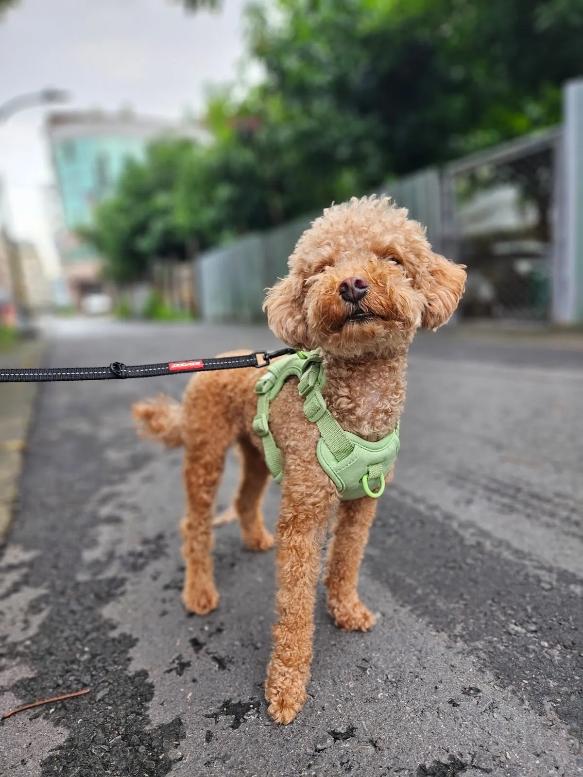 就是愛寵物精品旅館