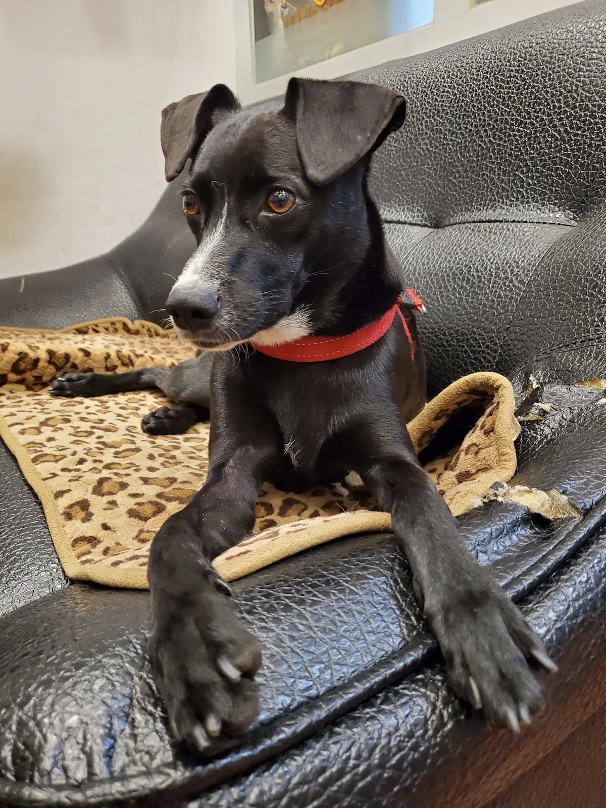 就是愛寵物精品旅館