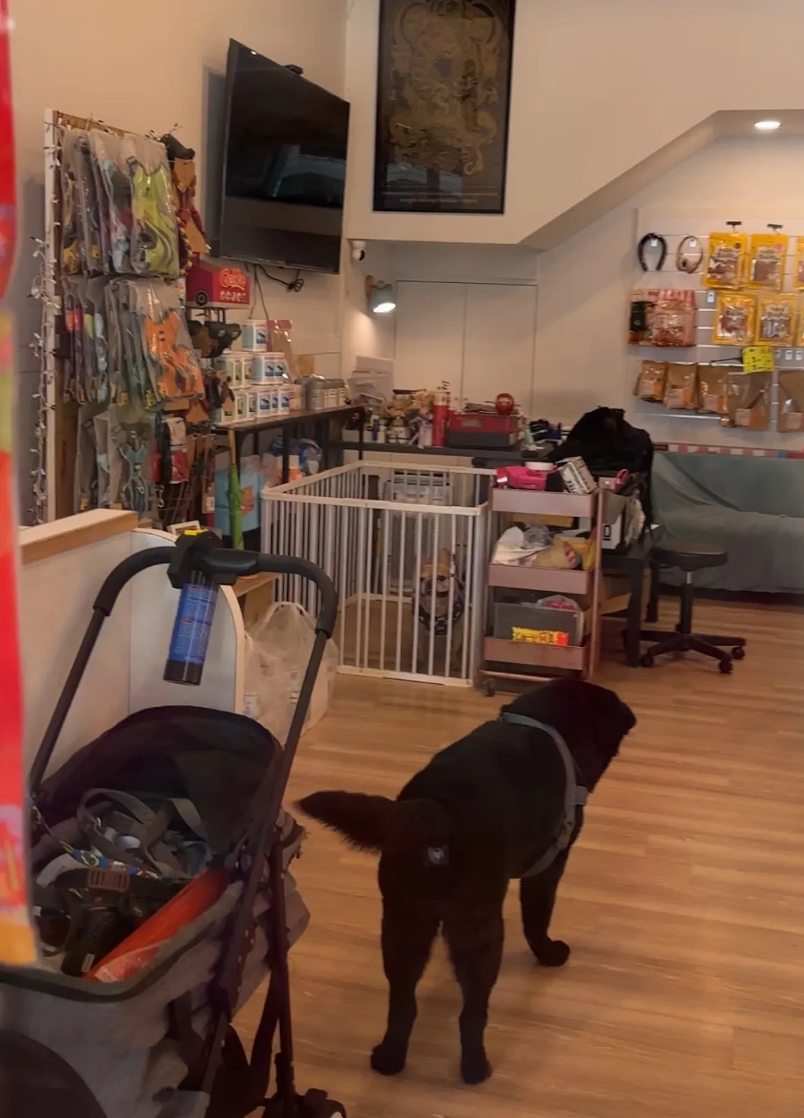 就是愛寵物精品旅館