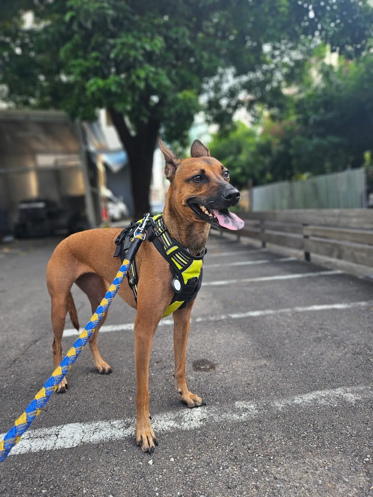 就是愛寵物精品旅館