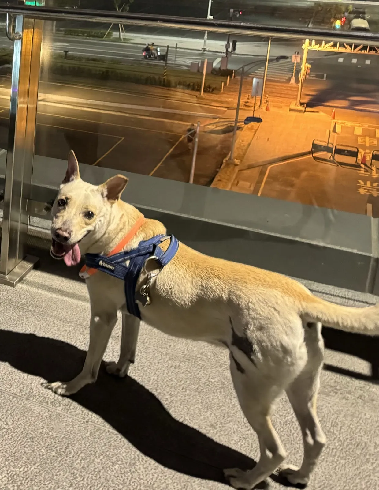 就是愛寵物精品旅館