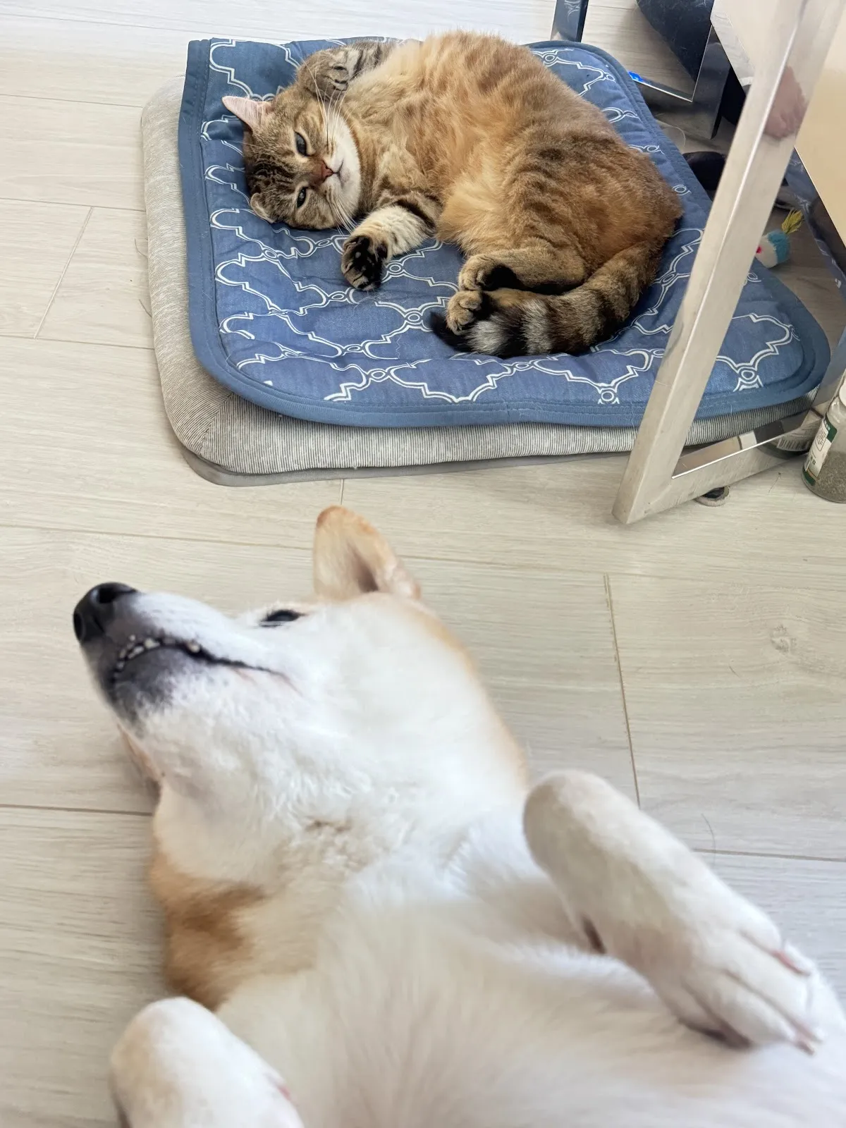 就是愛寵物精品旅館