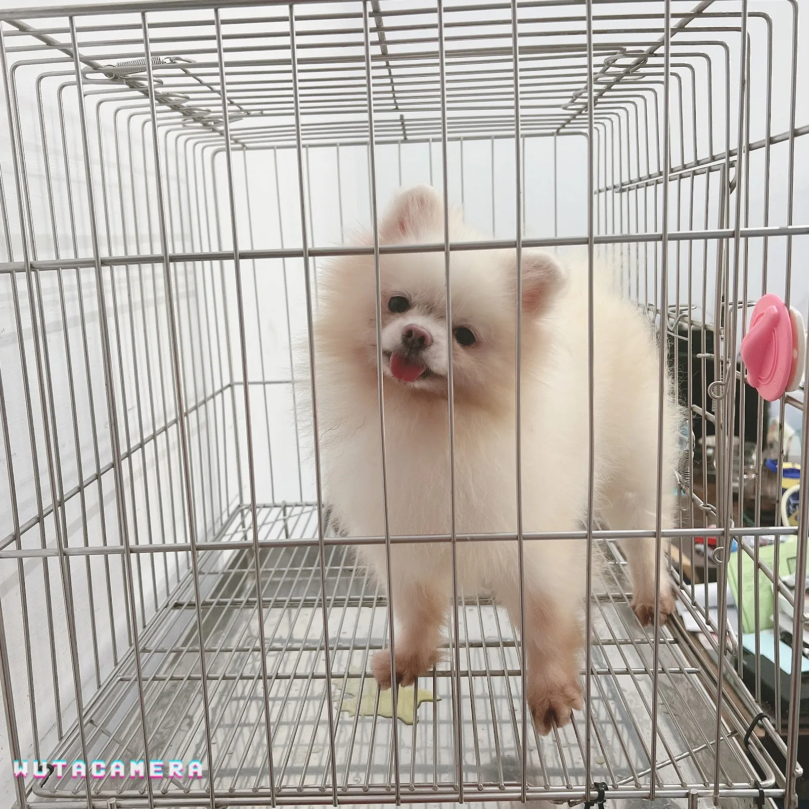 昇嶠博美犬舍