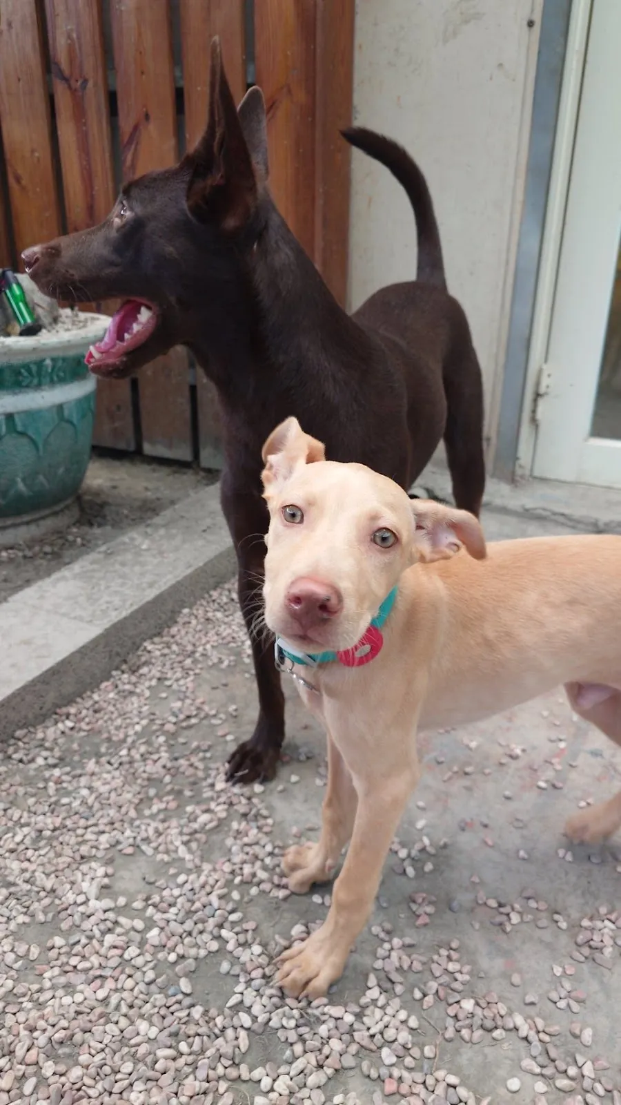 好日子寵物犬屋