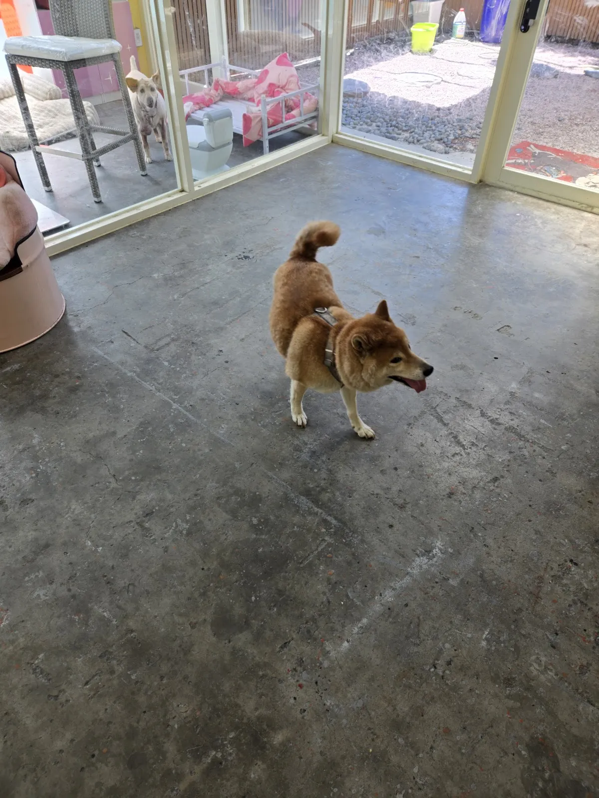 好日子寵物犬屋