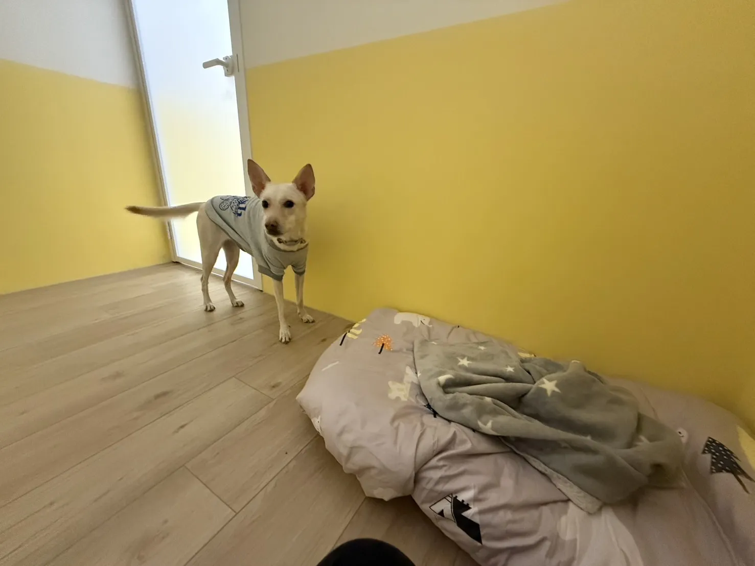 好日子寵物犬屋