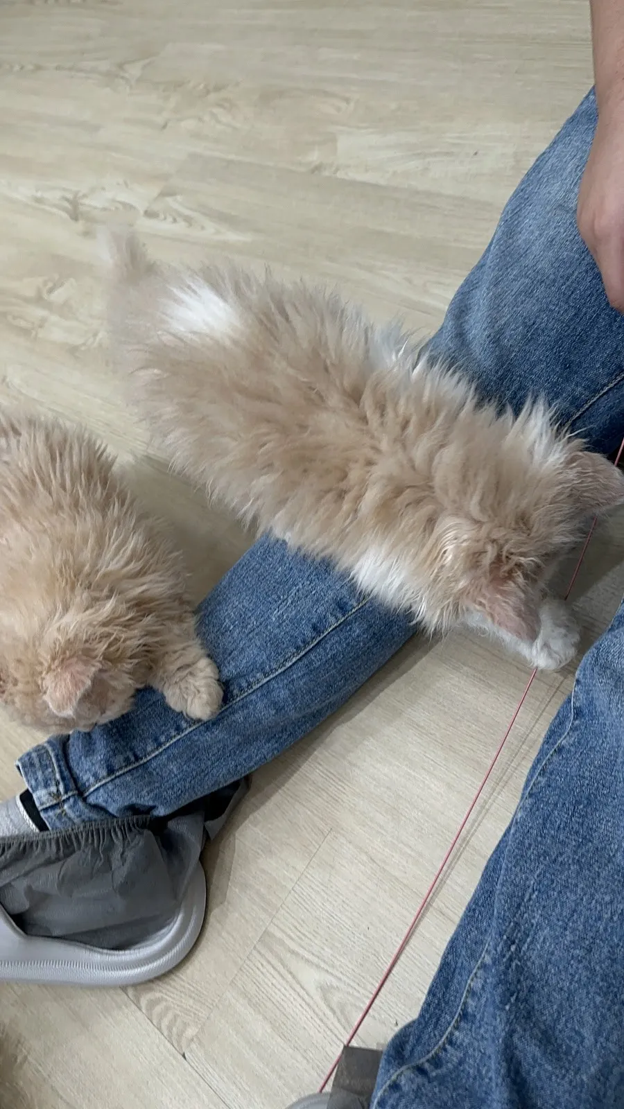 貓阿舍寵物旅館