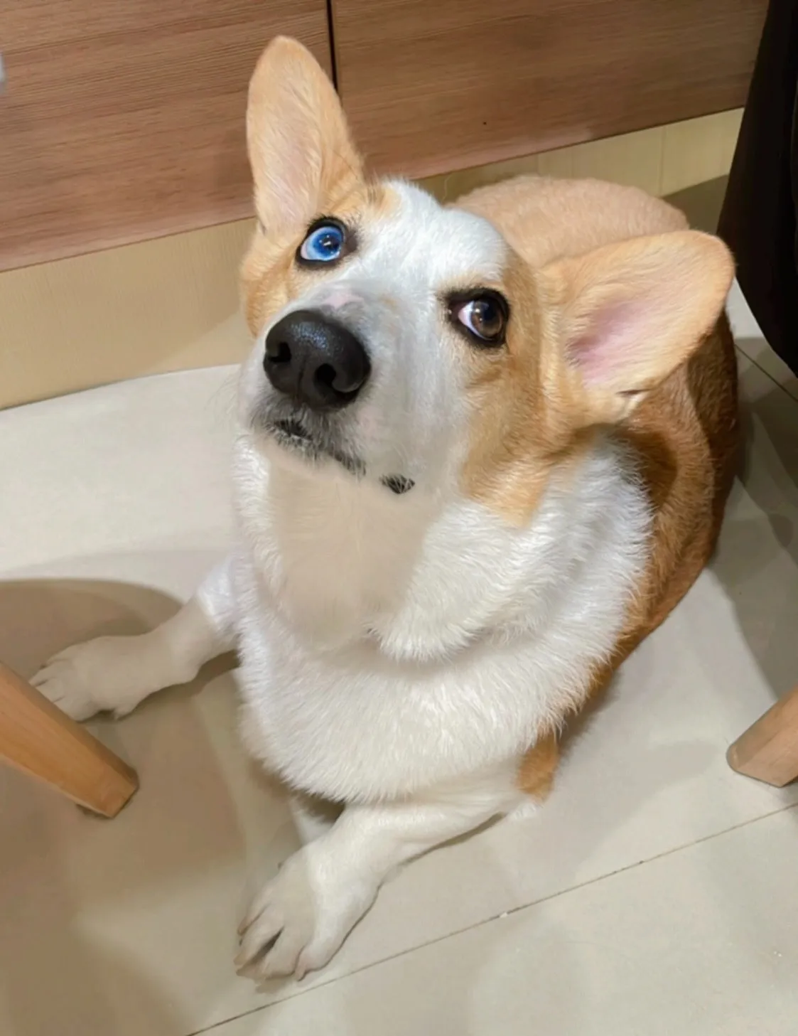 想見妮寵物沙龍