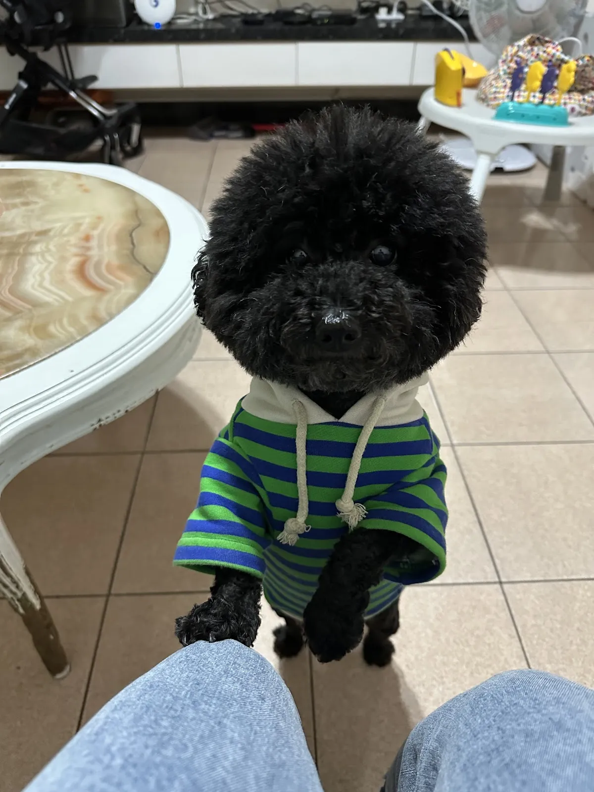 毛腳印寵物美容