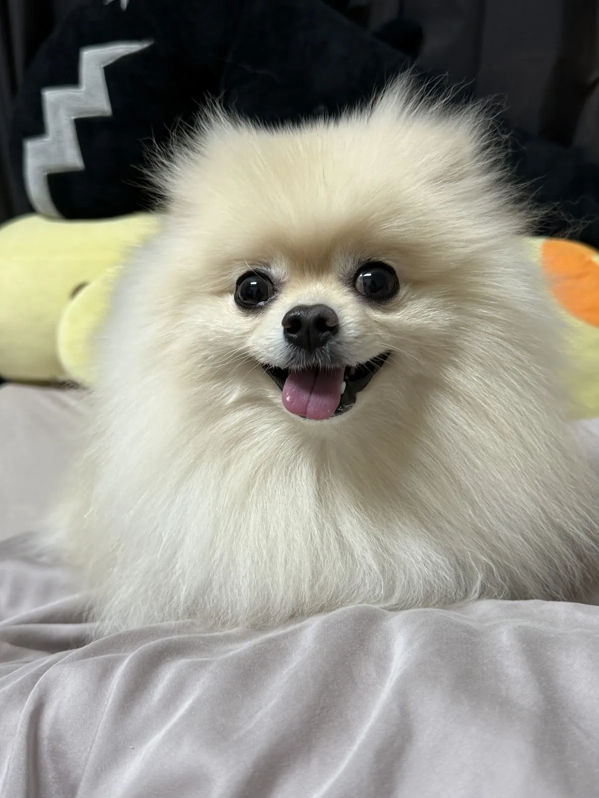 安心肉墊寵物澡堂