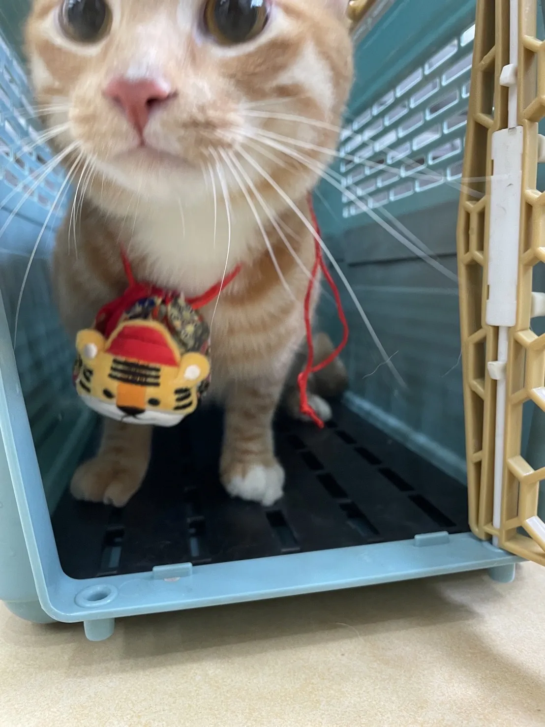 安心肉墊寵物澡堂