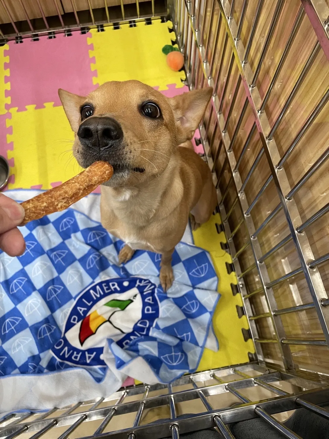 安心肉墊寵物澡堂