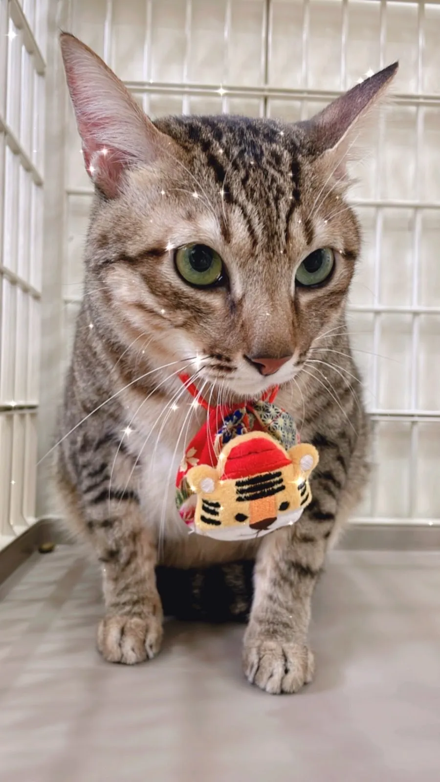 安心肉墊寵物澡堂