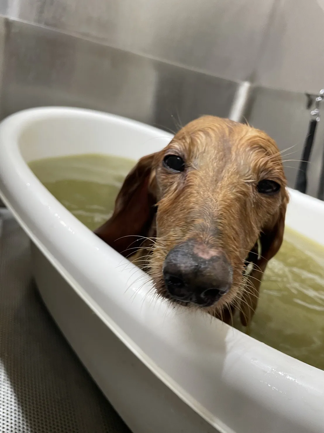 安心肉墊寵物澡堂