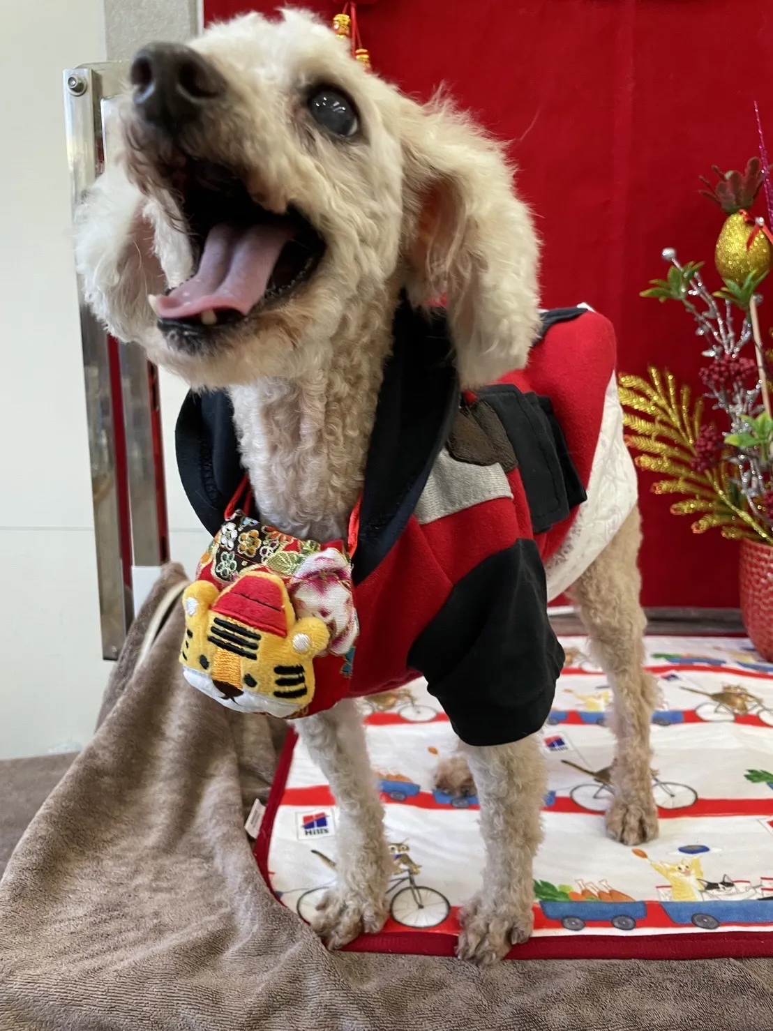 安心肉墊寵物澡堂