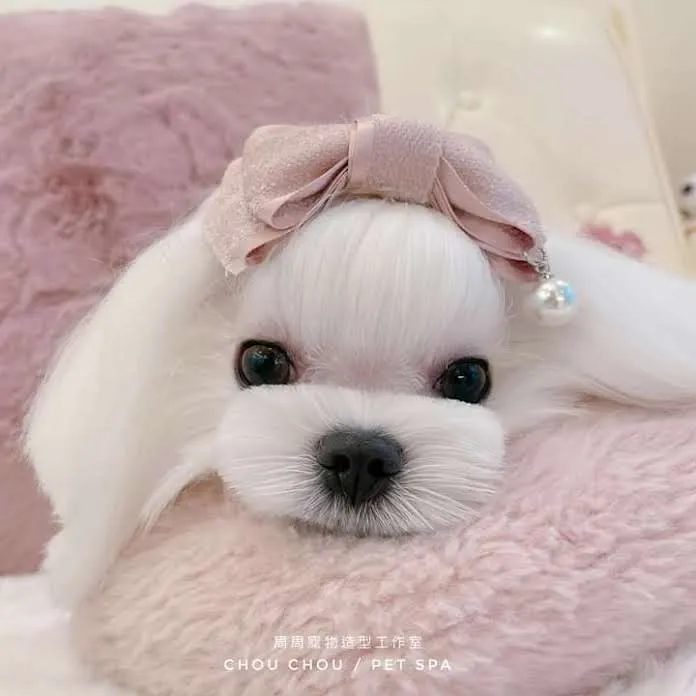 香草田瑪爾濟斯花園坊