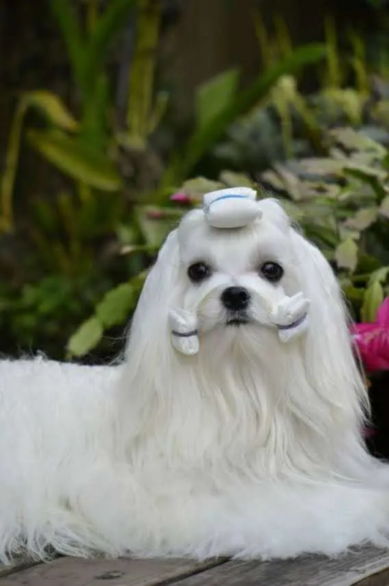 香草田瑪爾濟斯花園坊