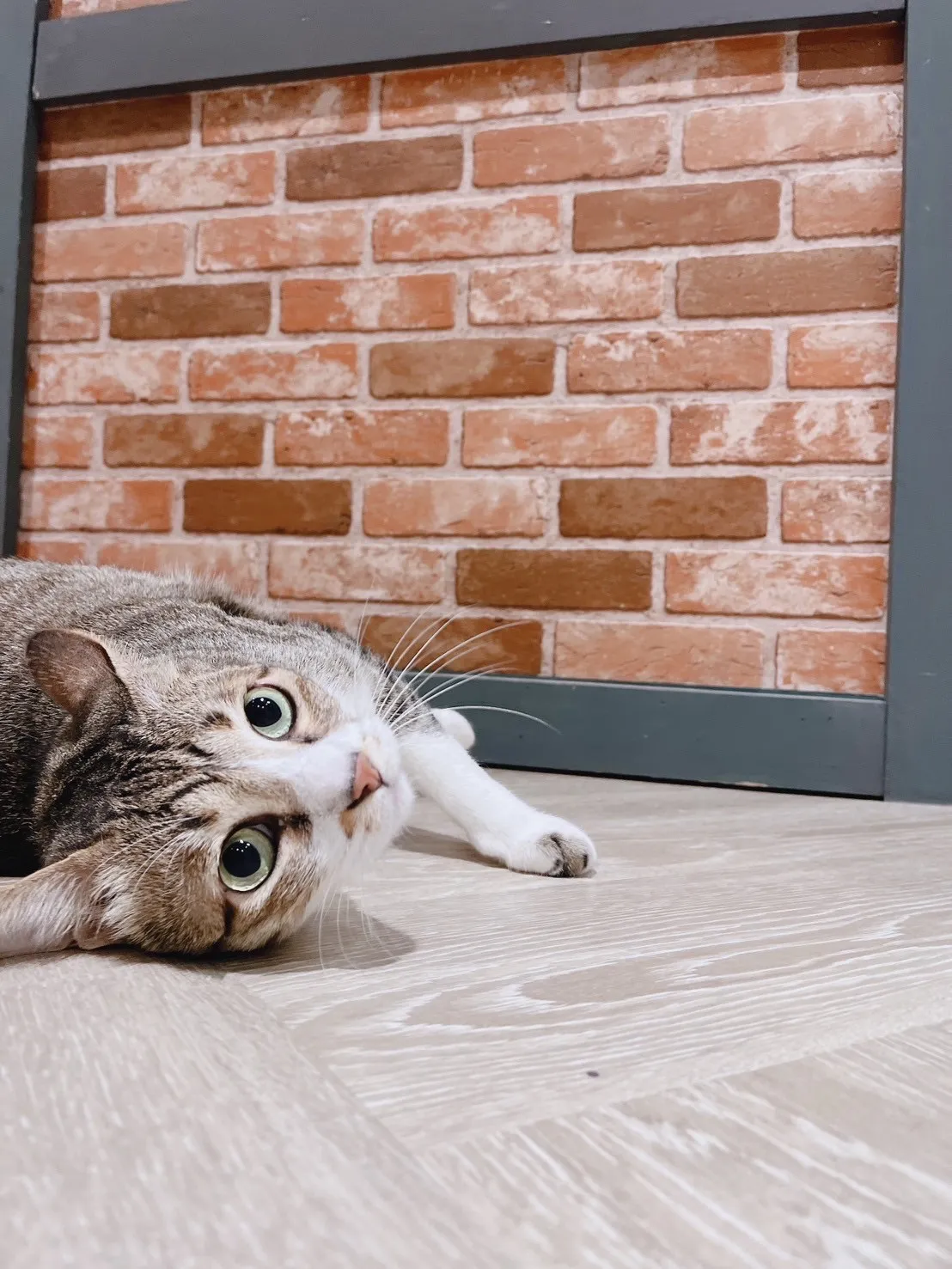 愛沐寵物美容店