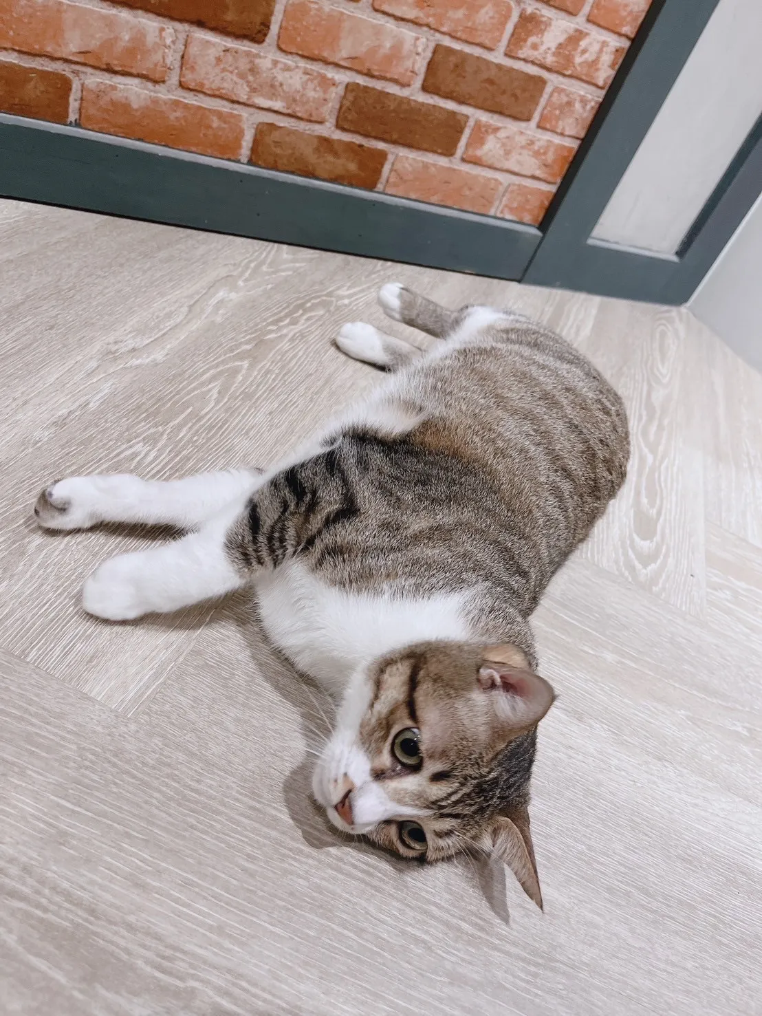 愛沐寵物美容店