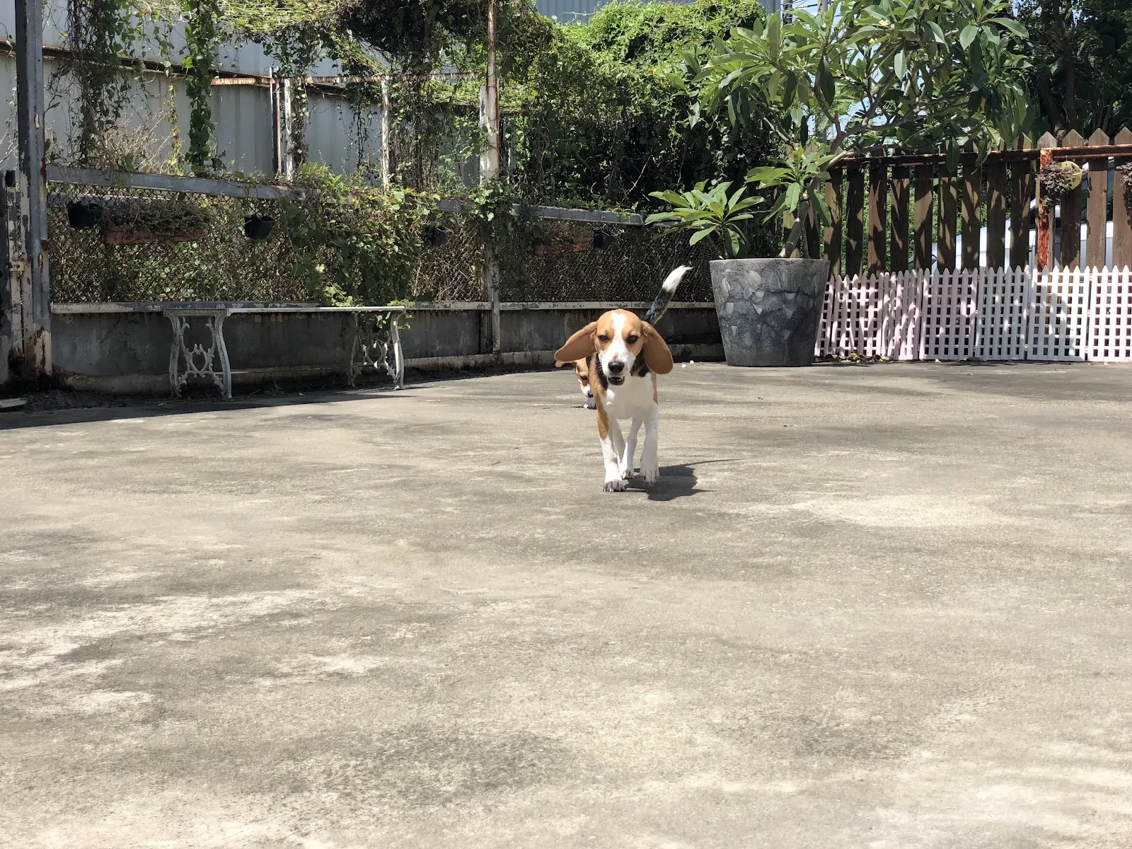 達特歐寵物旅館