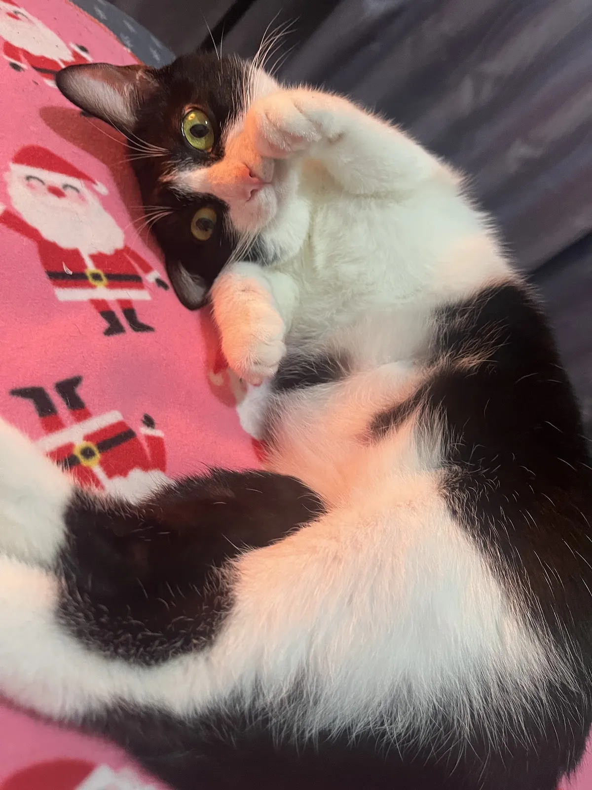 絨毛星球寵物旅館