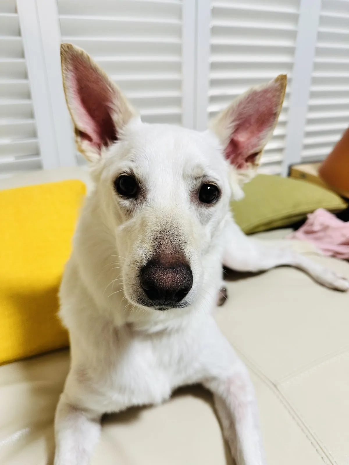 絨毛星球寵物旅館