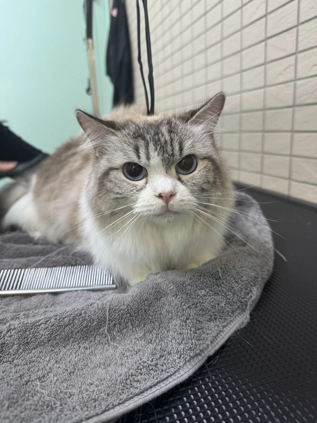 絨毛星球寵物旅館