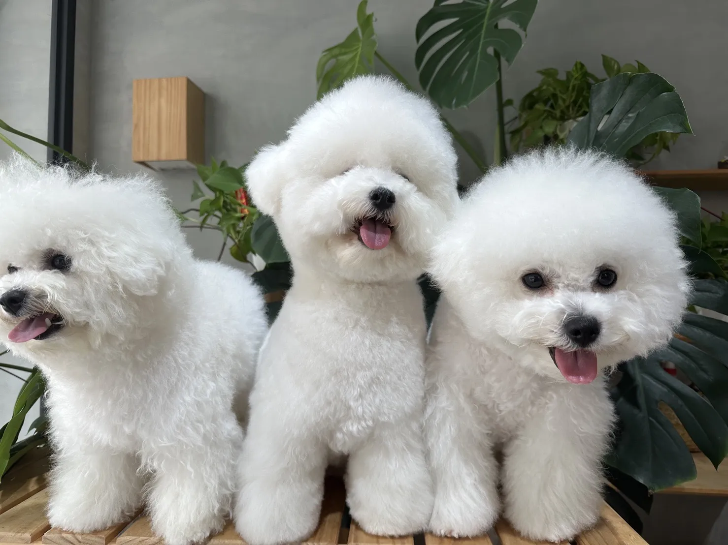 沐意盎然寵物沙龍