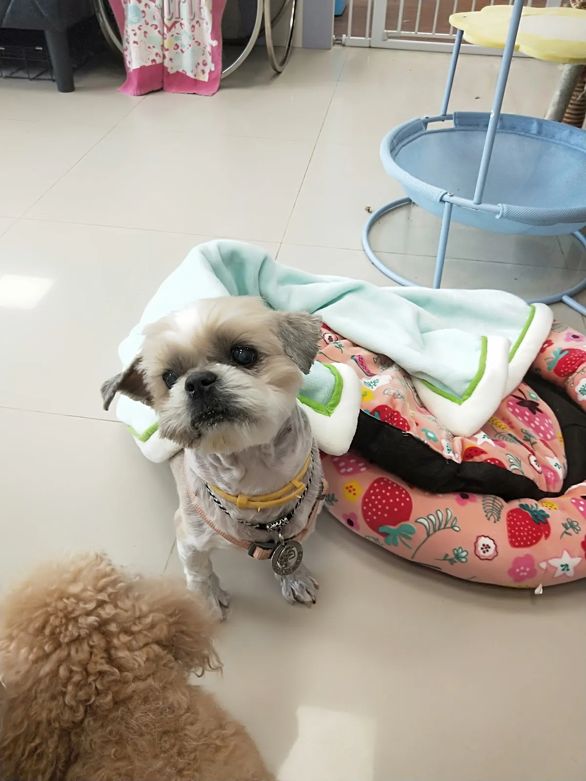 喜樂狗寵物美容生活館