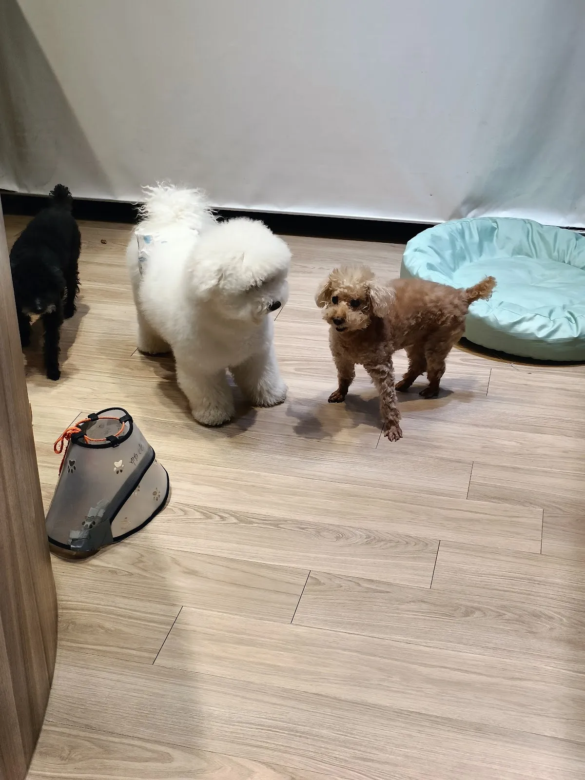 喜樂狗寵物美容生活館