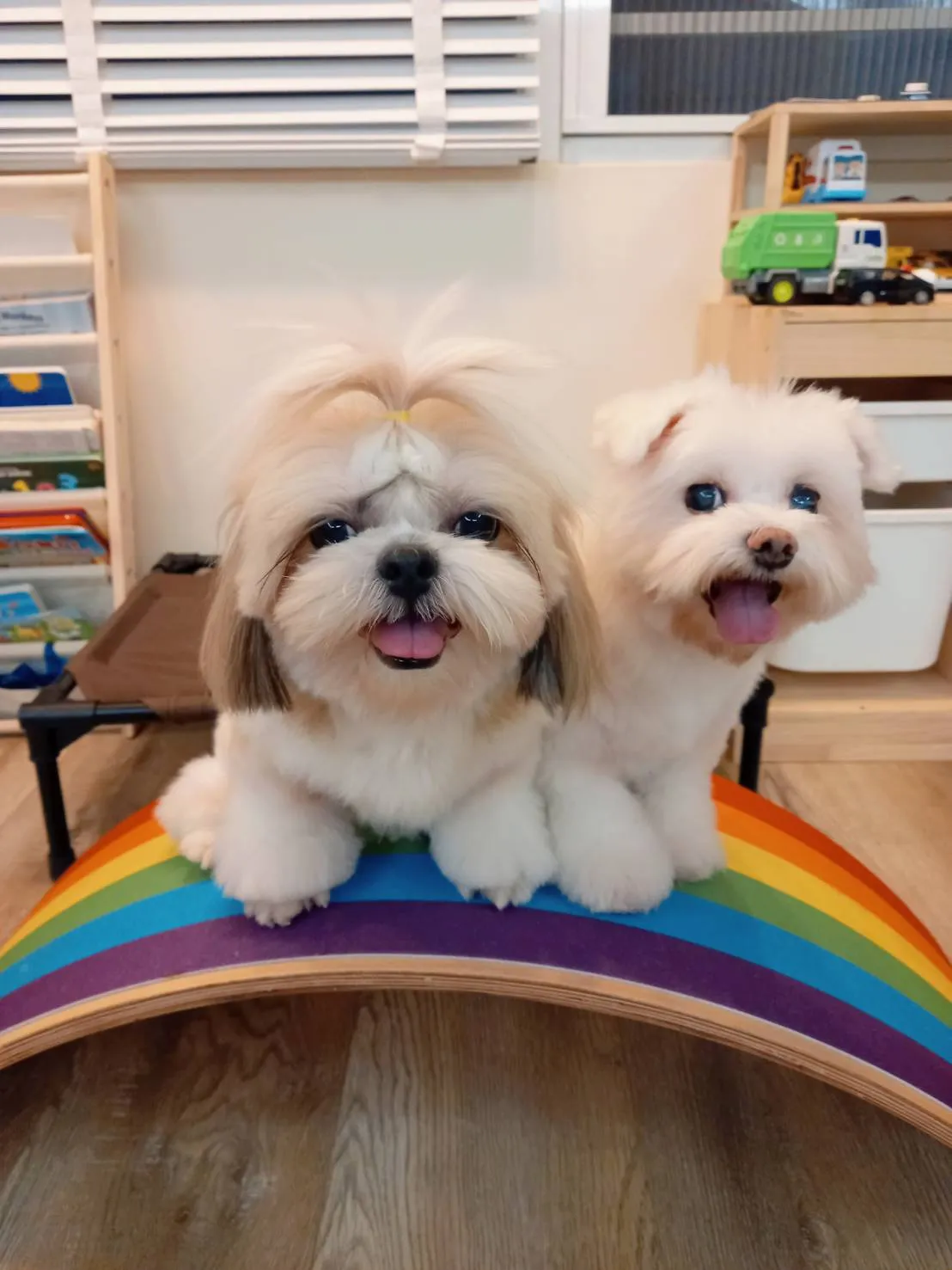 布朗泰菈寵物沙龍店