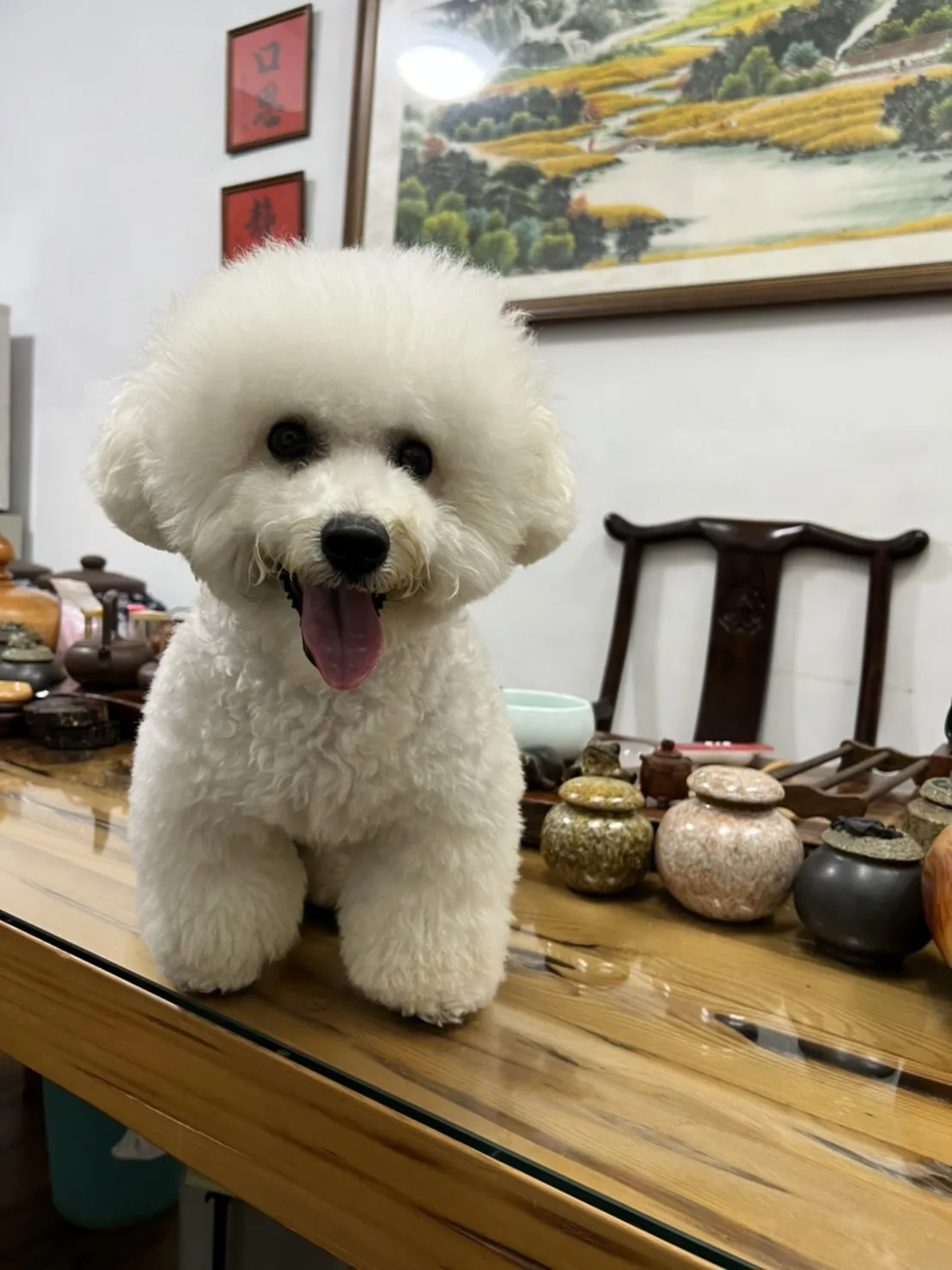 絨毛小狗寵物美學