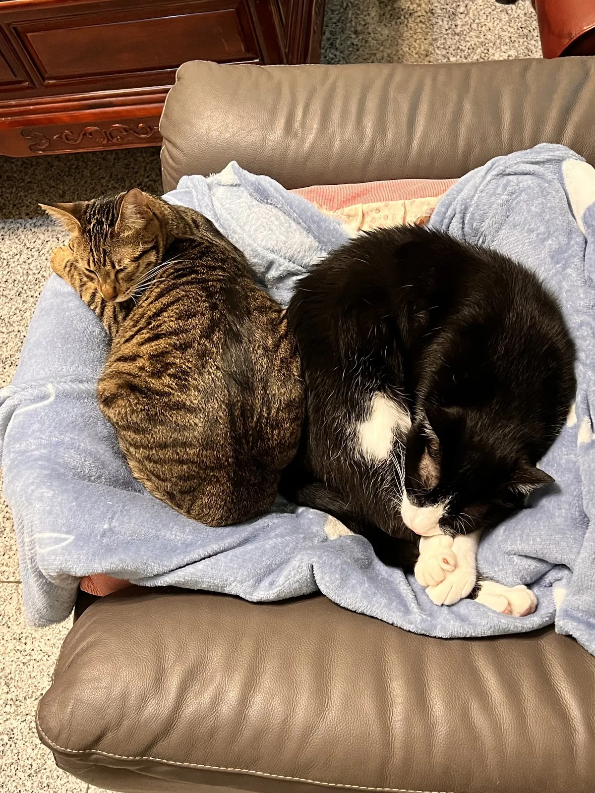 傑生寵物生活館