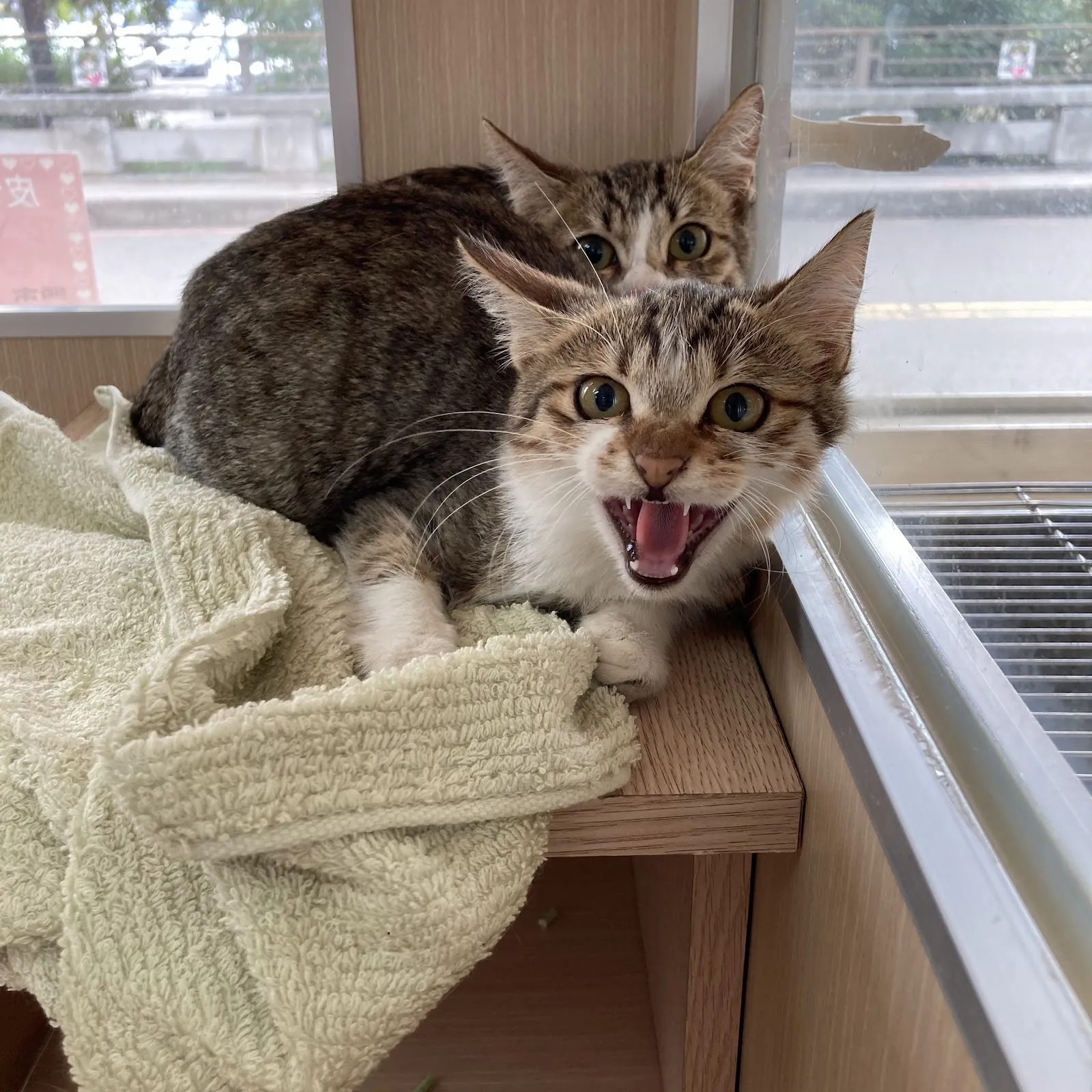 皮卡丘寵物美容坊