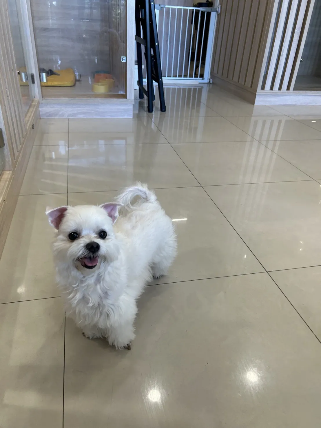 晨露森林寵物旅店