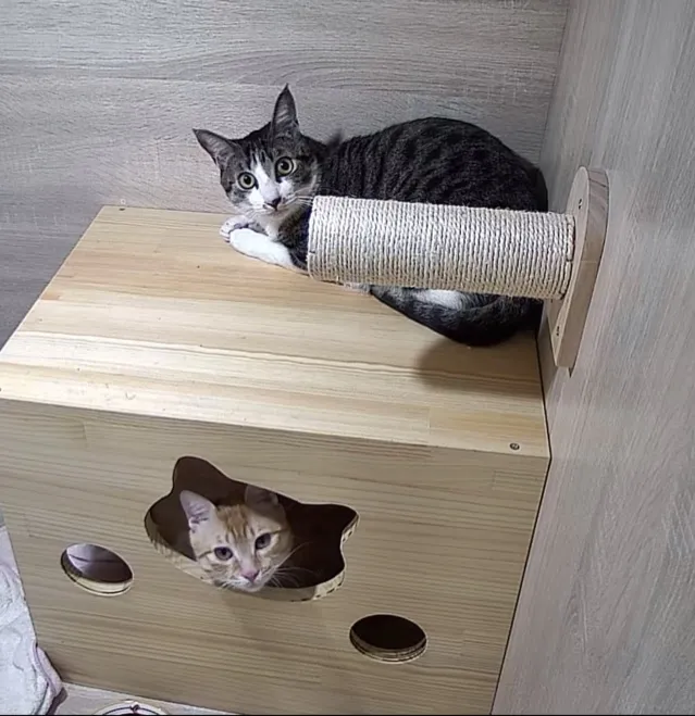 晨露森林寵物旅店