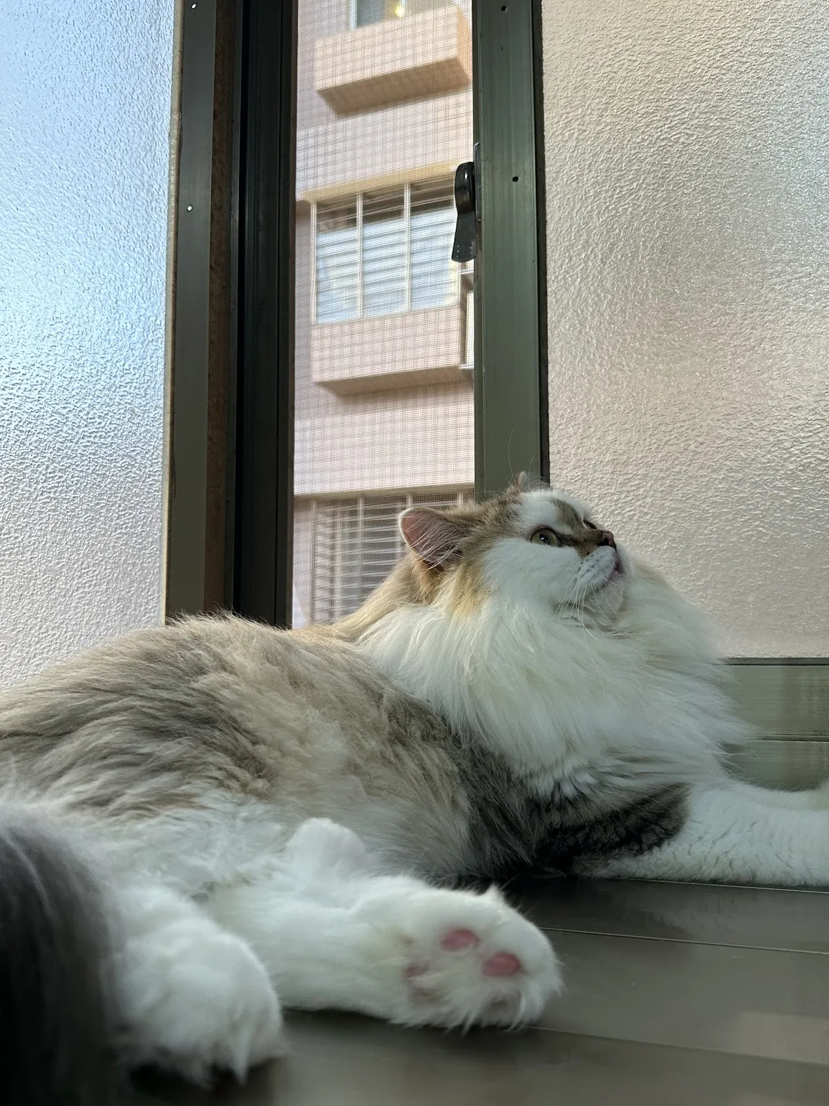 語貓家族英短貓舍