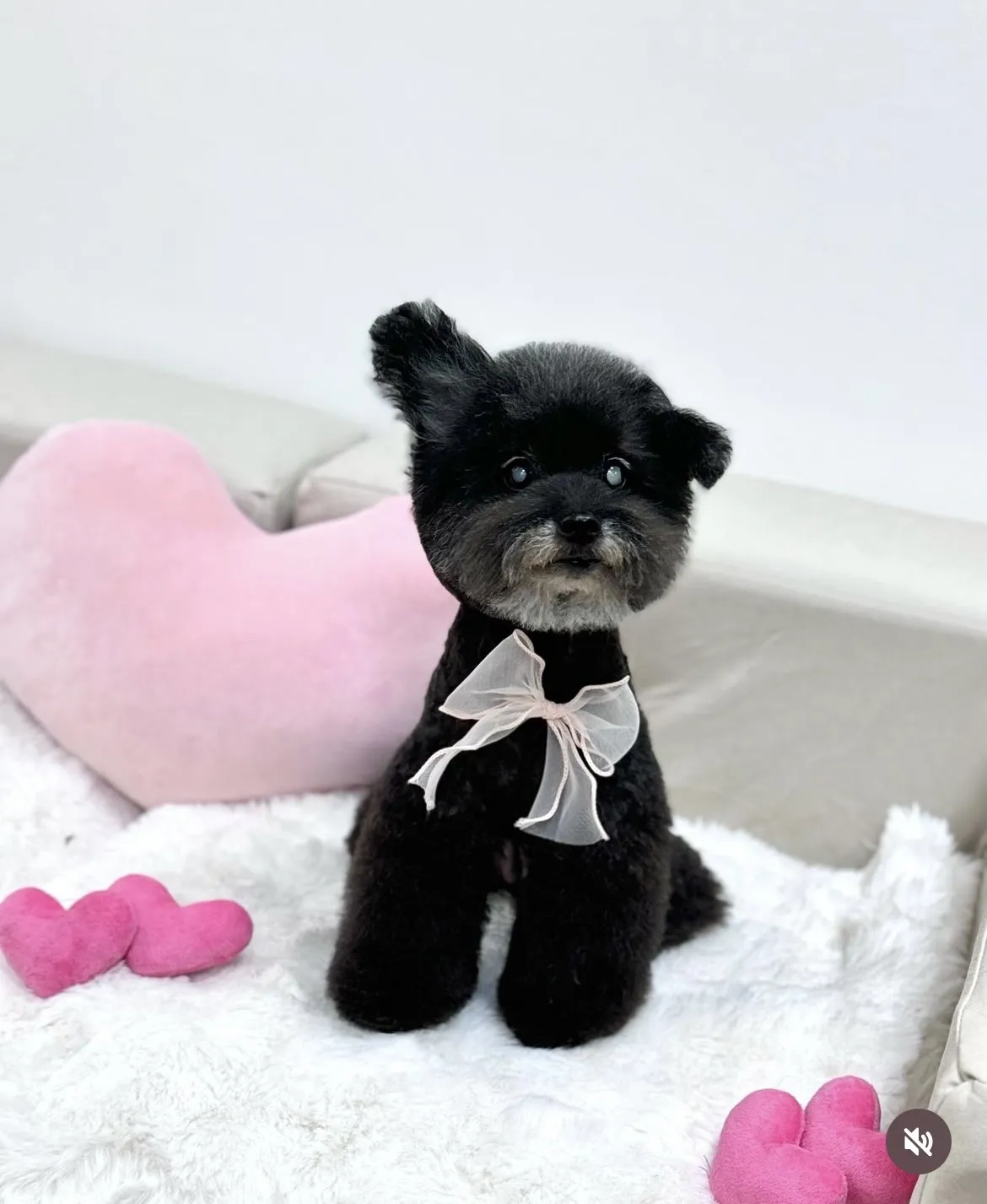 沐絲寵物美容坊