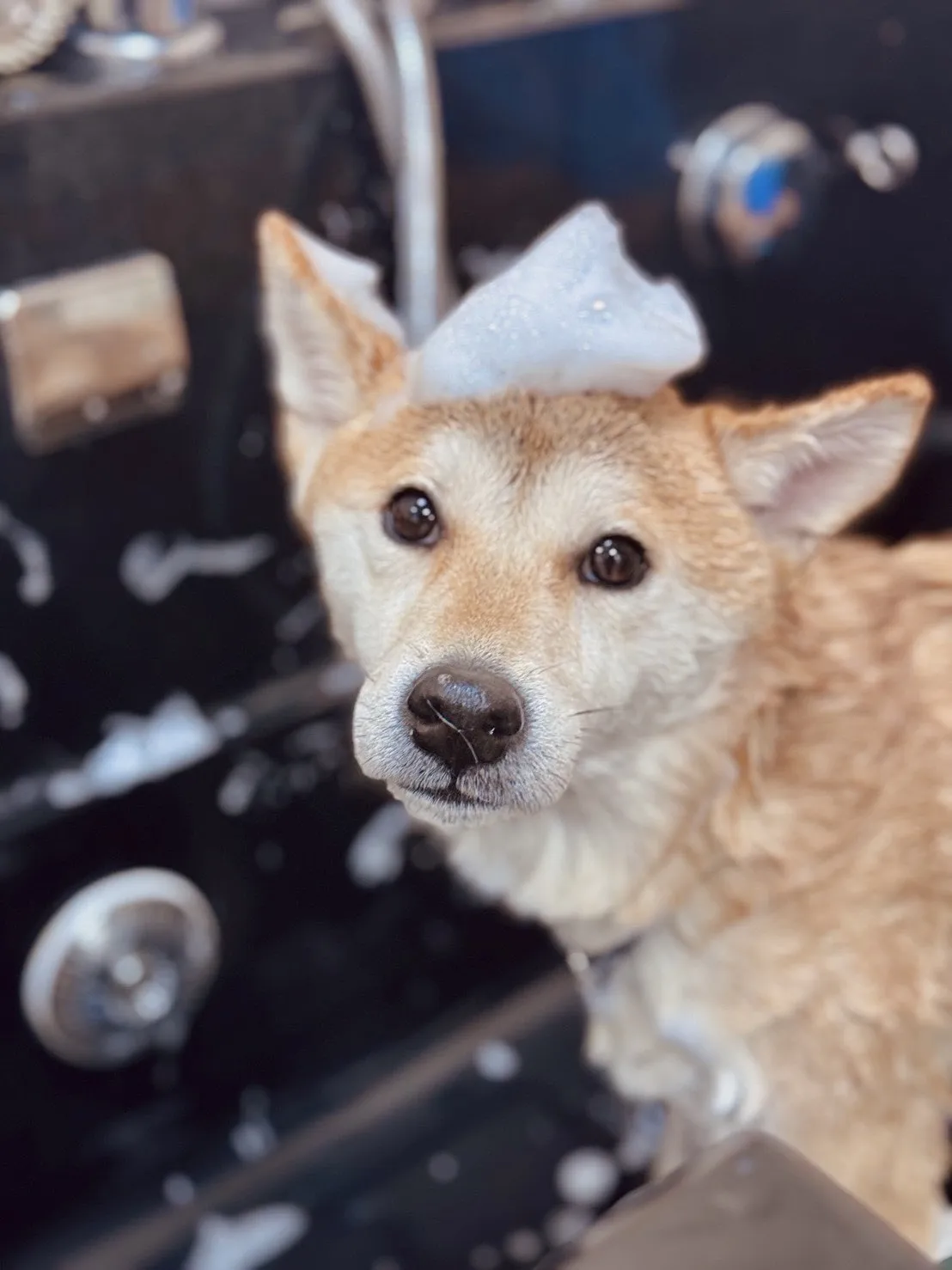 沐絲寵物美容坊