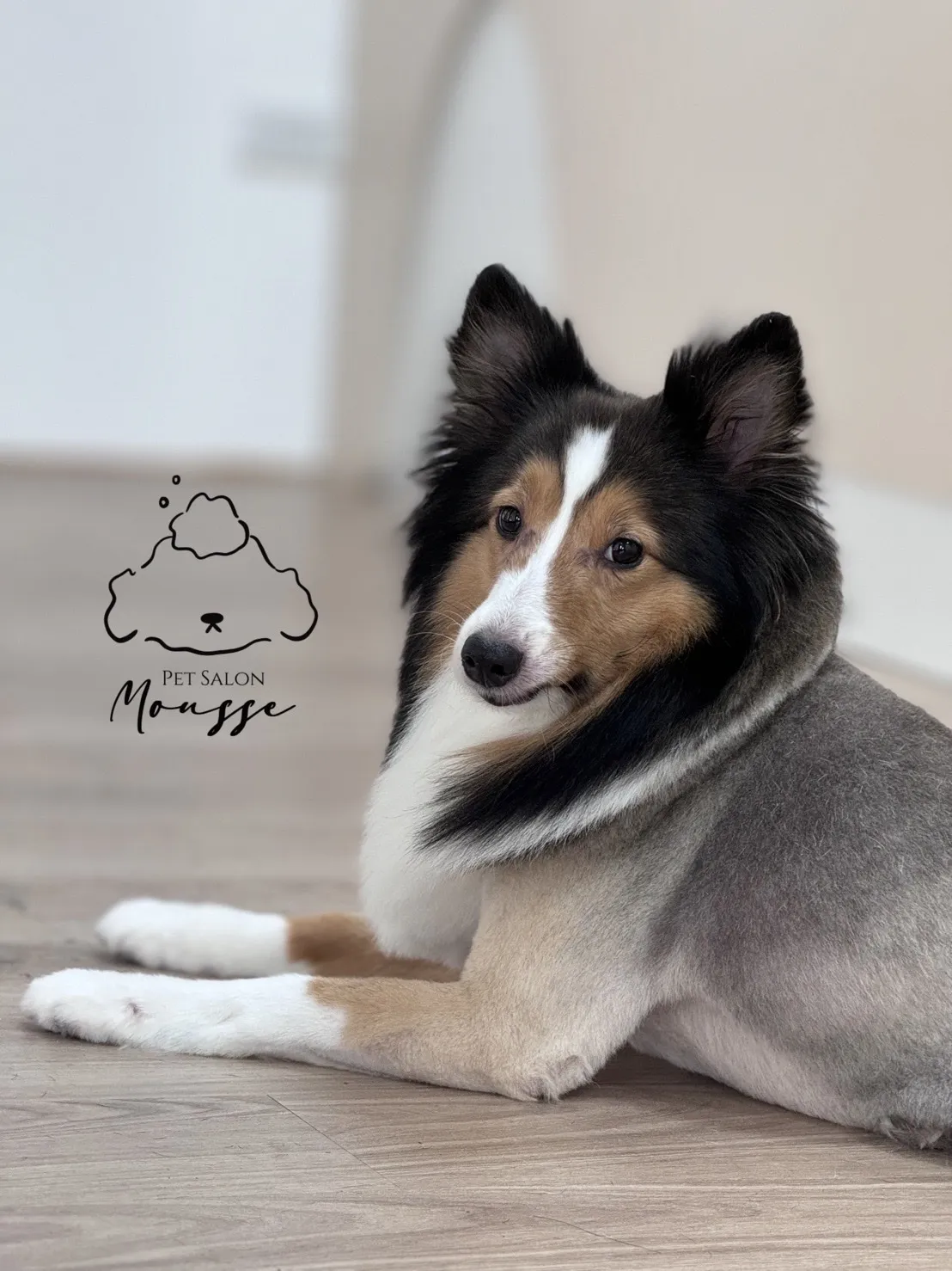 沐絲寵物美容坊