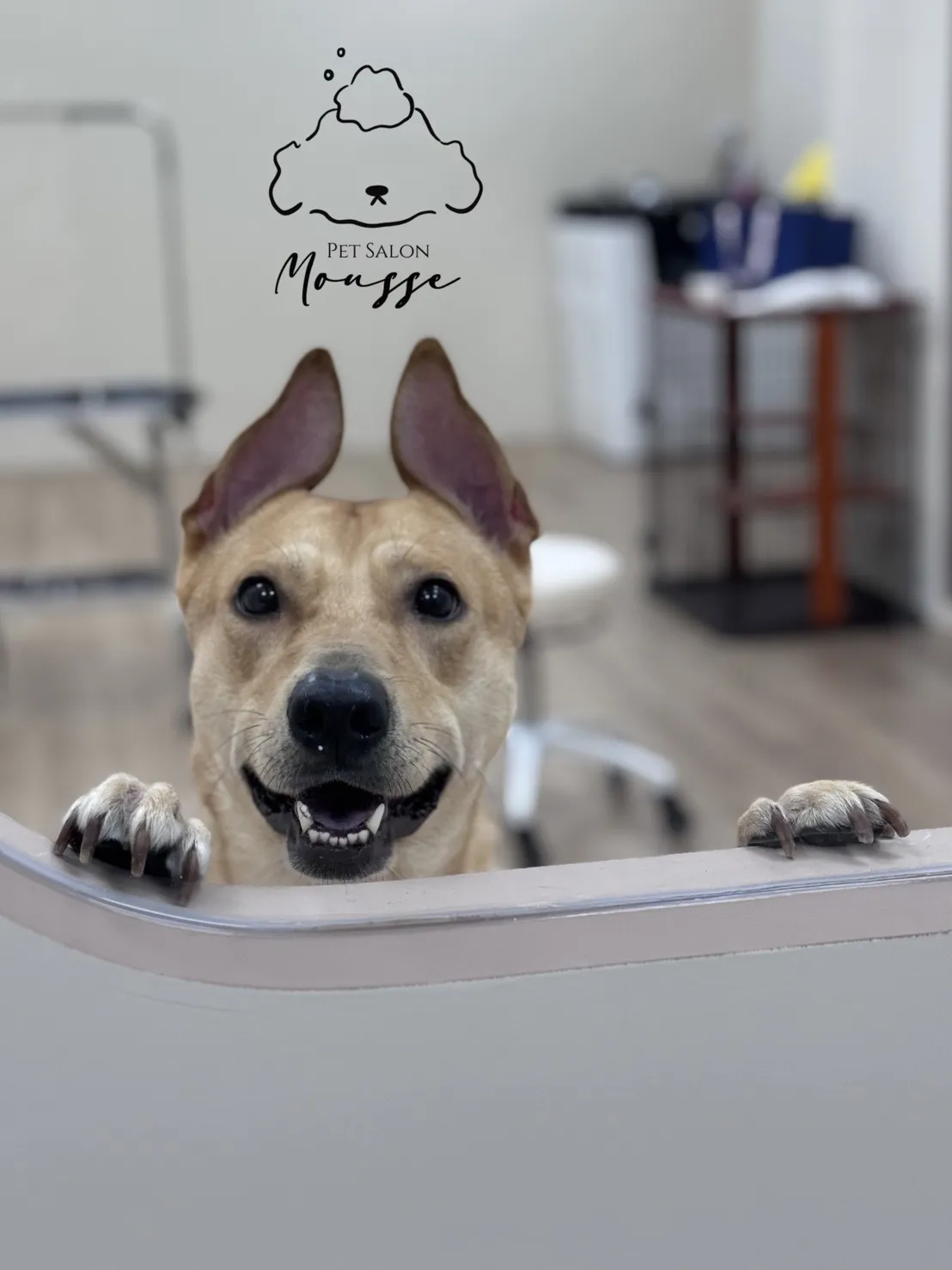 沐絲寵物美容坊