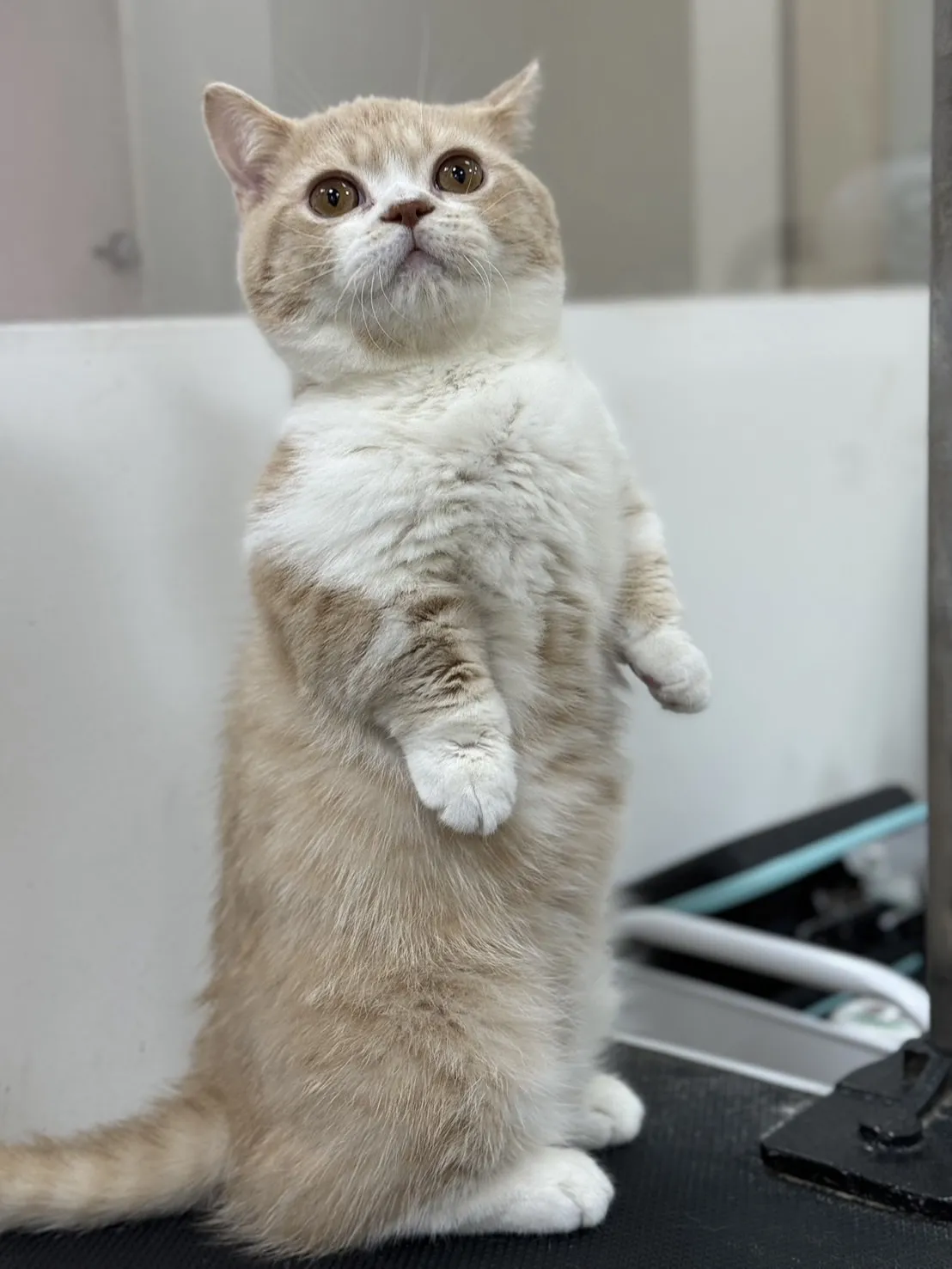 沐絲寵物美容坊